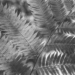 Close up of a fern plant